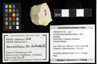 Foto (Objekt + Etiketten) von Goniodromites bidentatus (Reuss, 1859) 